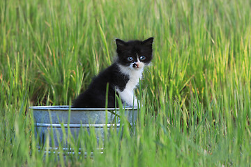 Image showing Kitten Outdoors in Green Tall Grass on a Sunny Day