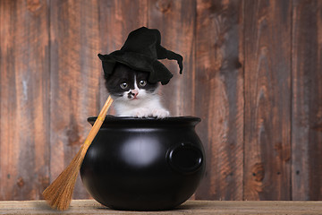 Image showing Adorable Kitten Dressed as a Halloween Witch With Hat and Broom 