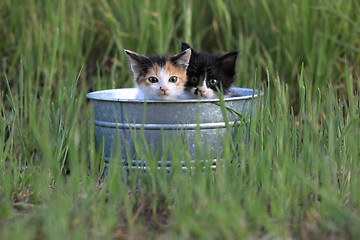 Image showing Kittens Outdoors in Tall Green Grass