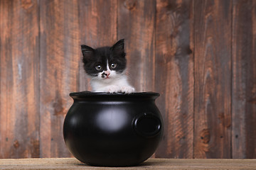 Image showing Adorable Kitten in Halloween Cauldron on Wood Background