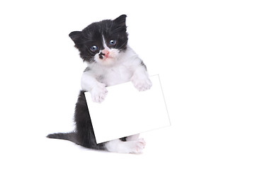 Image showing Cute Baby Tuxedo Style Kitten On White Background