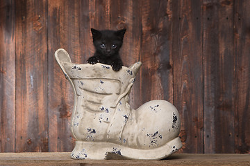 Image showing Adorable Kitten in an Old Boot Shoe On Wood Background