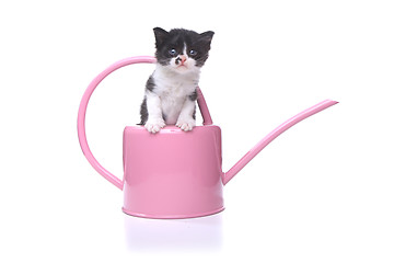 Image showing Cute 3 week old Baby Kitten in a Garden Watering Can