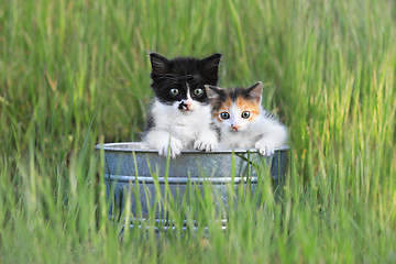 Image showing Kittens Outdoors in Tall Green Grass