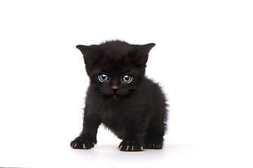 Image showing Single Black Kitten on White Background With Big Eyes