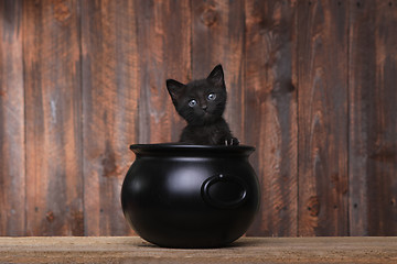 Image showing Adorable Kitten in Halloween Cauldron on Wood Background