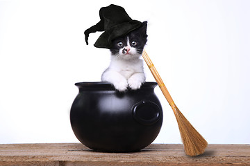 Image showing Adorable Kitten Dressed as a Halloween Witch With Hat and Broom 