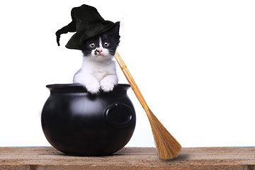 Image showing Adorable Kitten Dressed as a Halloween Witch With Hat and Broom 