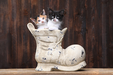 Image showing Adorable Kittens in an Old Boot Shoe On Wood Background