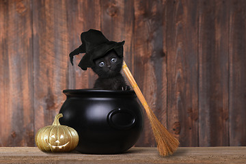 Image showing Adorable Kitten Dressed as a Halloween Witch With Hat and Broom 