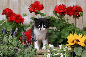 Image showing Cute 3 week old Baby Kitten in a Garden Setting