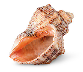 Image showing Seashell rapana vertically rotated