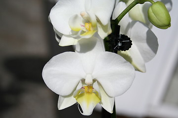 Image showing Orchid