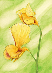 Image showing Pea (Pisum sativum) flowers