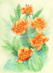 Image showing Peony (Paeonia) flowers