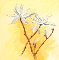 Image showing Kobushi magnolia (Magnolia kobus) flowers