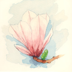 Image showing Saucer magnolia (Magnolia x soulangeana) flower