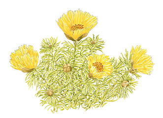 Image showing Drawing of a Spring Adonis (Adonis vernalis) flowering plants