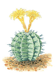 Image showing Drawing of a flowering Chin cactus (Gymnocalycium) plant