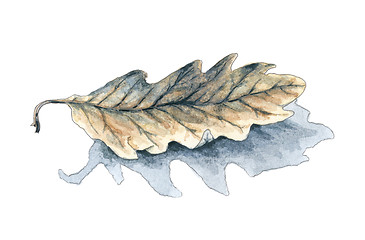 Image showing Fallen oak (Quercus) leaf with shadow over white background