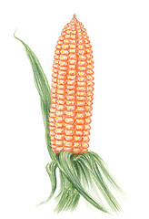 Image showing Maize (Zea mays) ear on a stalk over white background