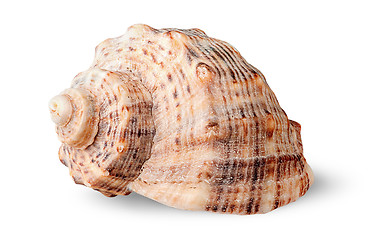 Image showing Seashell rapana side view rotated