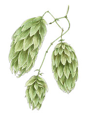 Image showing Common hop (Humulus lupulus) cones botanical drawing over white 