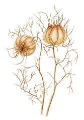 Image showing Love-in-a-mist (Nigella damascena) mature dry fruits botanical d