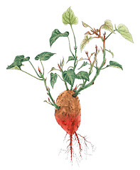 Image showing Sweet potato (Ipomoea batatas) plant botanical drawing over whit