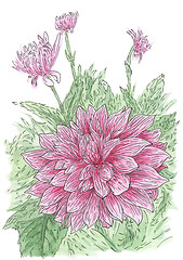 Image showing Drawing of flowering Dahlia (Dahlia hybr.) plant in loose style