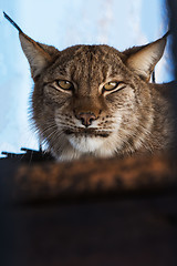 Image showing Portrait of the lynx