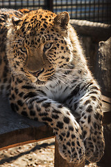 Image showing Portrait of the leopard