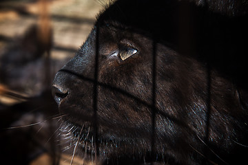 Image showing Portrait of the black puma