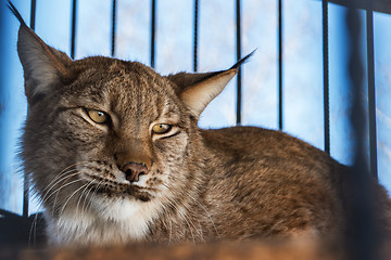 Image showing Portrait of the lynx