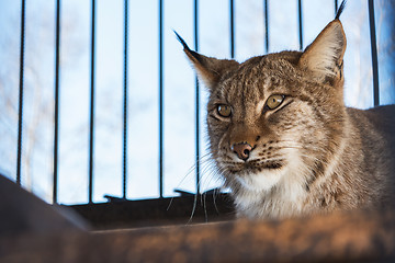 Image showing Portrait of the lynx