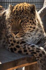 Image showing Portrait of the leopard