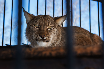 Image showing Portrait of the lynx