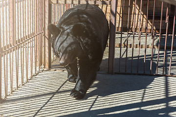 Image showing Big black bear