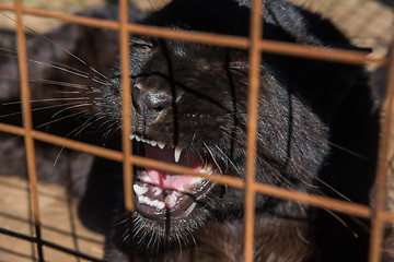 Image showing Portrait of the black puma