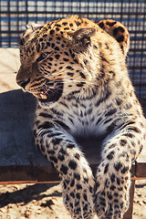 Image showing Portrait of the leopard