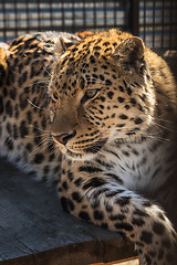 Image showing Portrait of the leopard