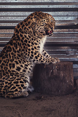 Image showing Portrait of the leopard