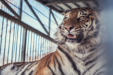 Image showing Portrait of the leopard