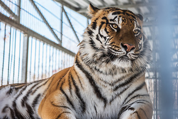 Image showing Portrait of the leopard