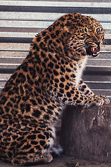 Image showing Portrait of the leopard