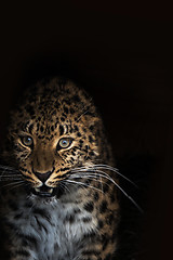 Image showing Portrait of the leopard