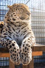 Image showing Portrait of the leopard