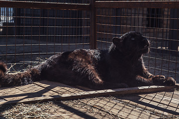 Image showing Portrait of the black puma