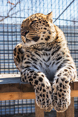 Image showing Portrait of the leopard