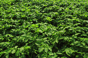 Image showing fresh green potatoes plant field